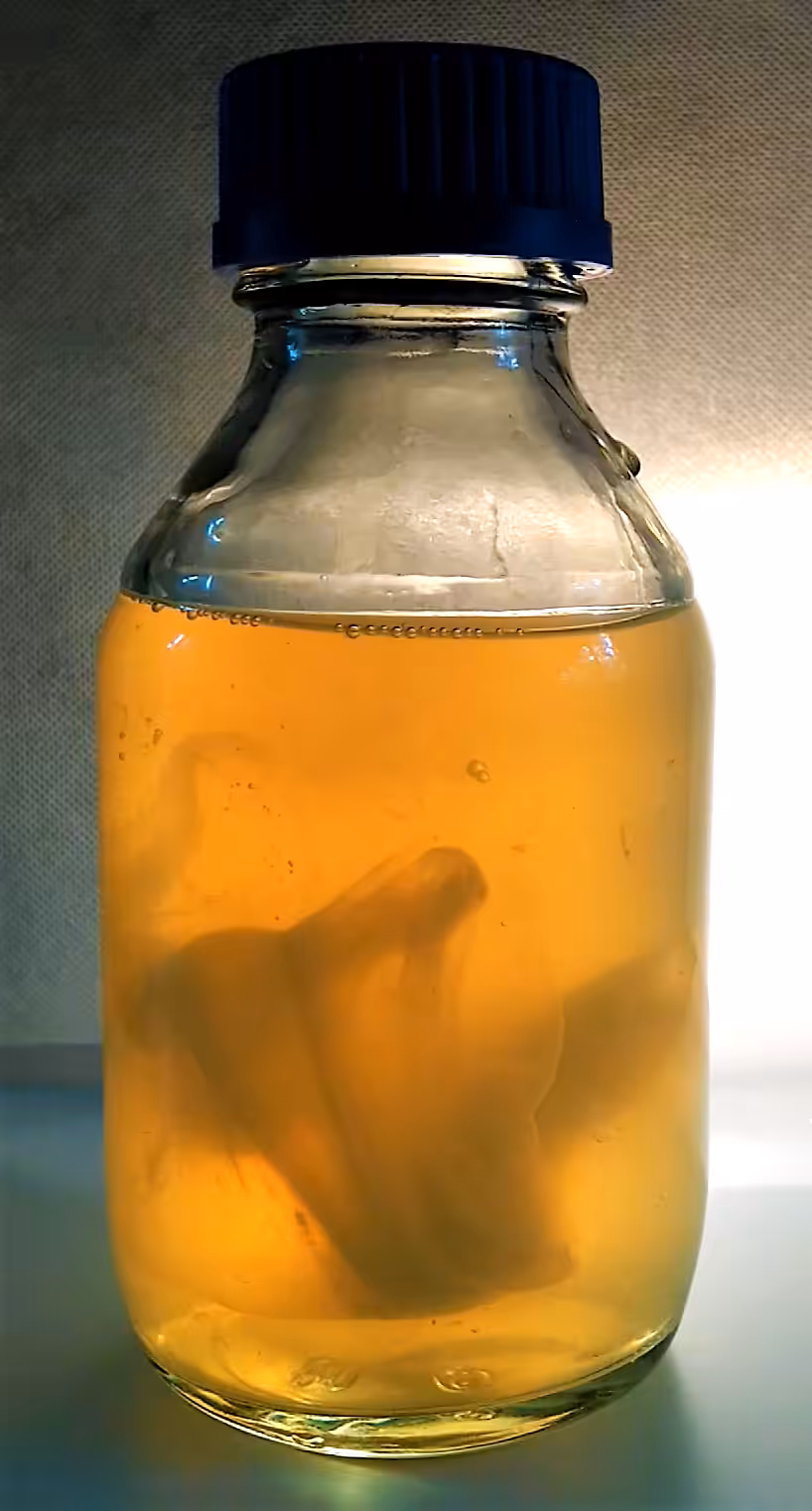 Biofilm wraz z bakteriami P. polymyxa DCF wytworzony dzięki stosowaniu preparatu Fungilitic