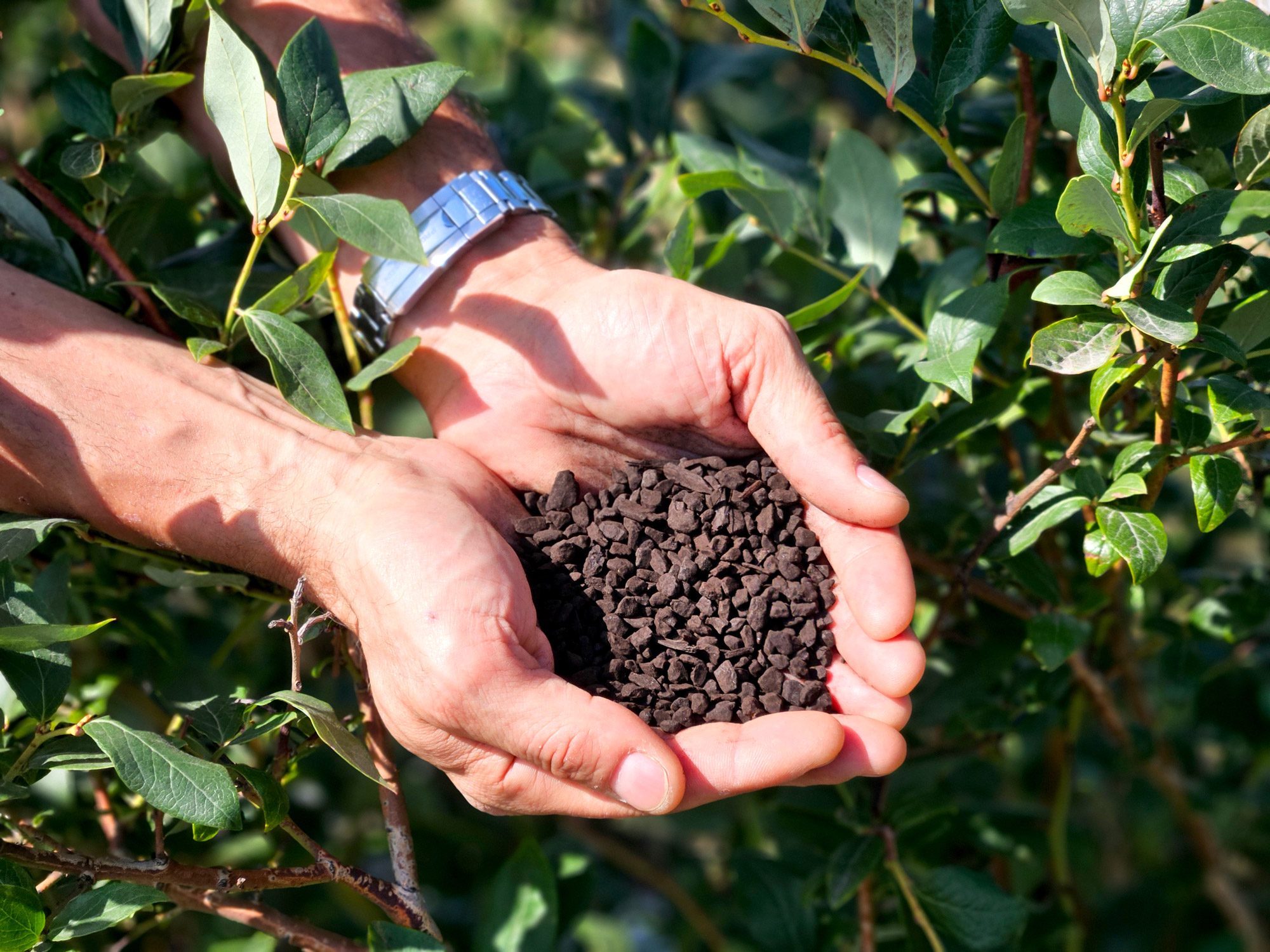 podłoże dla bor&oacute;wek z carbomat eco