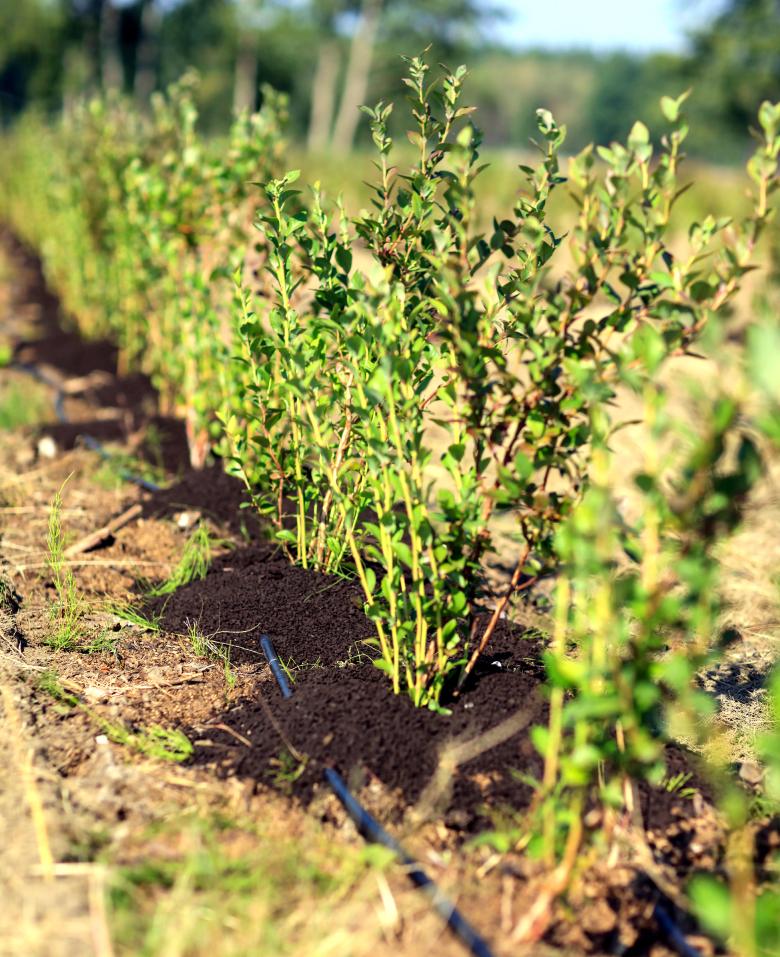ściółkowanie borówki amerykańskiej