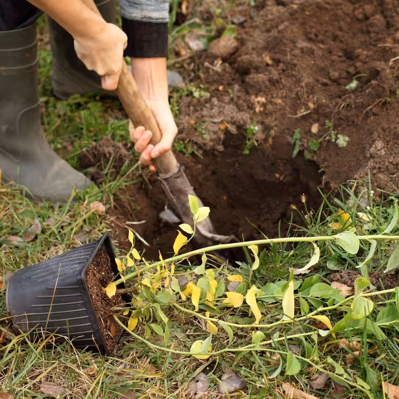 stanowisko dla borówki amerykańskiej