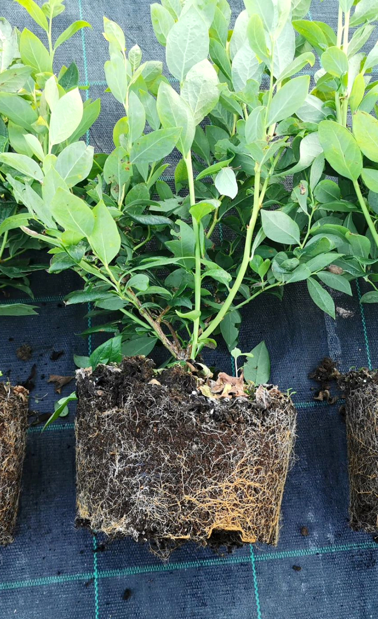 Stosowanie mikoryzy do borówek oraz zaprawianie korzeni sadzonek